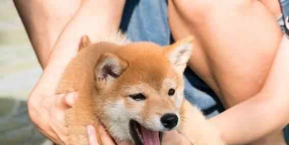 秋田犬和柴犬的区别 大家知道柴犬和秋田的区别吗？哪种狗狗更好养呢？一定不要错过！