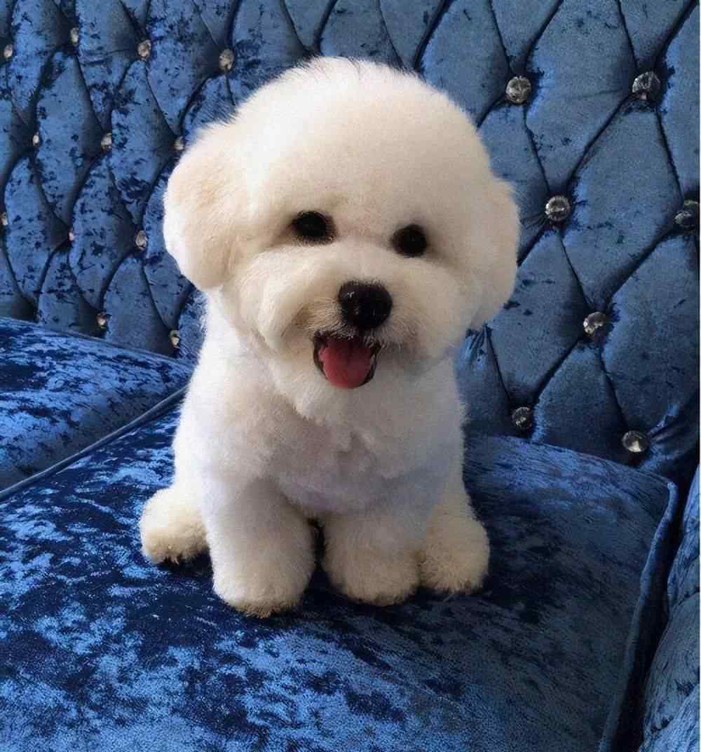 萨摩耶性格 5大“无攻击性”犬种，性格温顺不咬人，适合家养