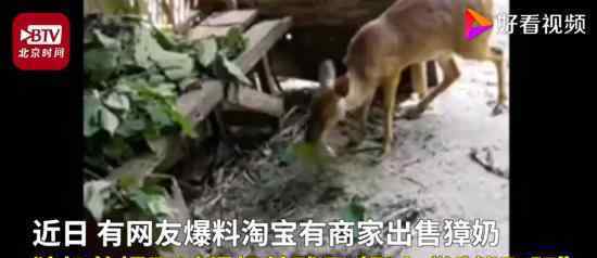 网曝二级保护动物獐被活体取奶 具体是怎么回事