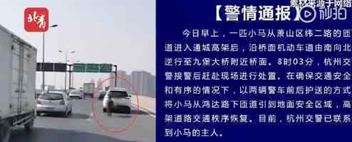 小马被同伴欺负离家出走 事情经过是怎样的