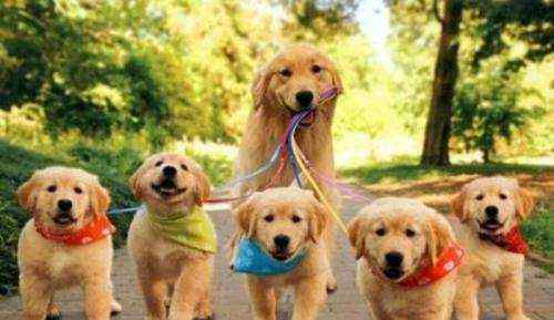 适合家养的大型犬排名 最好养的十种狗狗，适合家养的狗狗排行榜，你家有只有一只吗？