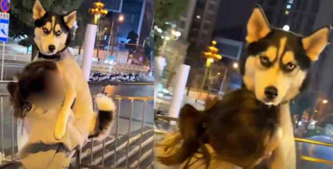 女同学酒后扛着60斤二哈回家 走一百多米还闪了腰 狗子表情亮了！