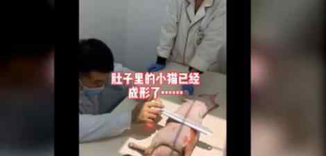 太原一男子当街虐猫 这种行为太残忍了