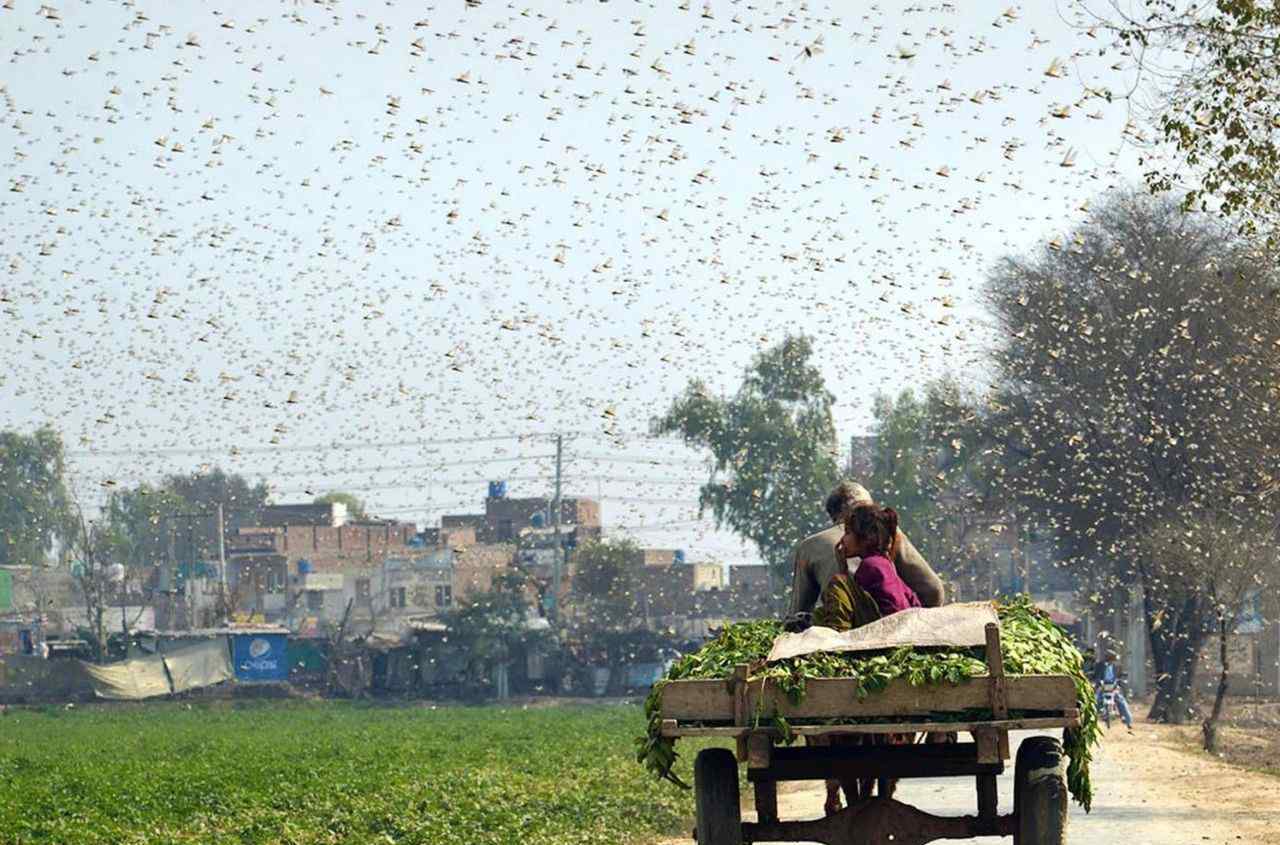 浙江10万只鸭子出征巴基斯坦灭蝗 放一只鸭子相当于灭了蝗虫全家