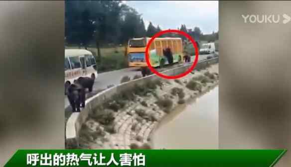 游客讲述上海野生动物园游览经历 回顾事情经过