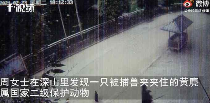 湖南女子深山里解救被困黄麂 抱回家后调看监控吓出一身冷汗！