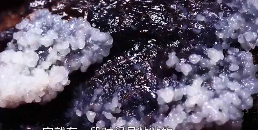90后女孩拍摄微观菌奇幻世界 这个姑娘拍到了!