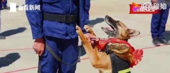 退役搜救犬扒训导员衣角不愿离开 具体是什么情况