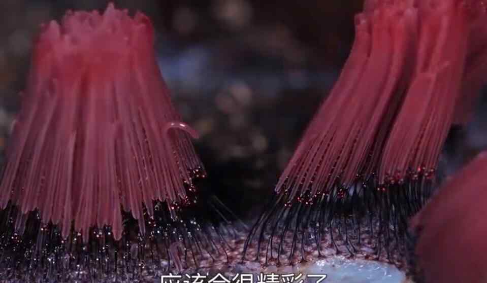 90后女孩拍摄微观菌奇幻世界 这个姑娘拍到了!