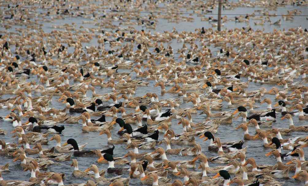 浙江10万只鸭子出征巴基斯坦灭蝗 放一只鸭子相当于灭了蝗虫全家