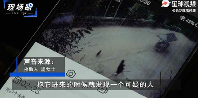 湖南女子深山里解救被困黄麂 抱回家后调看监控吓出一身冷汗！