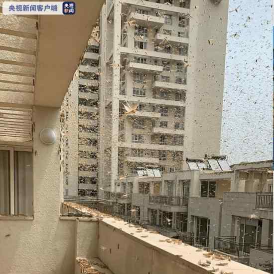印度首都多地出现大量蝗虫群 蝗虫群来自哪是怎样的画面