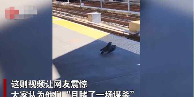 来自“地狱”的鸽子！两只鸽子将同伴推下铁轨 网友：说好的和平鸽呢