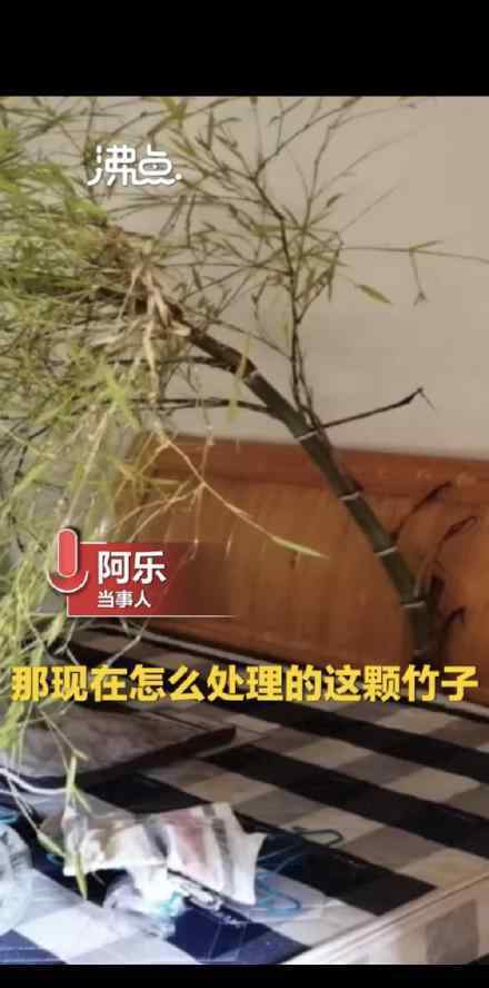 男子4个月没回家床头长竹子 这是怎么回事