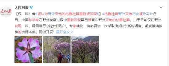 科学家重新发现被认为灭绝的枯鲁杜鹃 什么样子