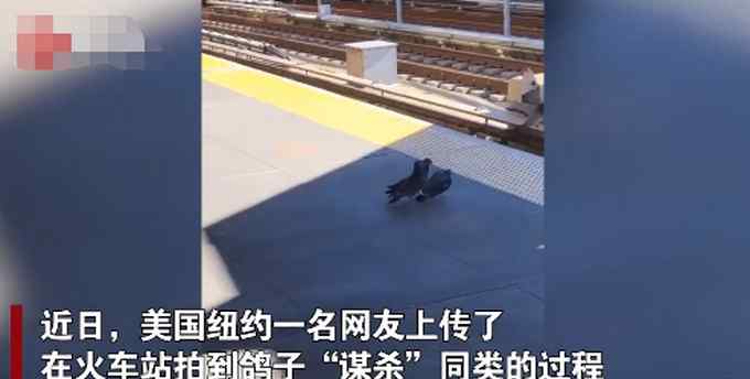 来自“地狱”的鸽子！两只鸽子将同伴推下铁轨 网友：说好的和平鸽呢