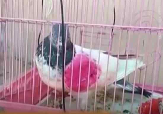 鸽子被指控为间谍面临入狱 这是怎么回事