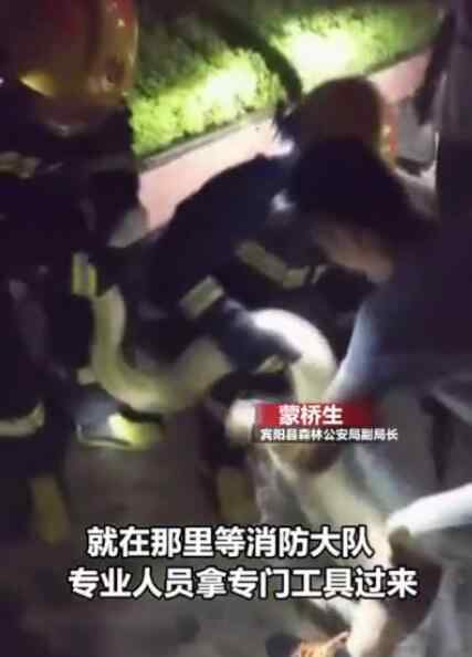 20公斤黄金巨蟒藏身绿化带 回顾事情经过