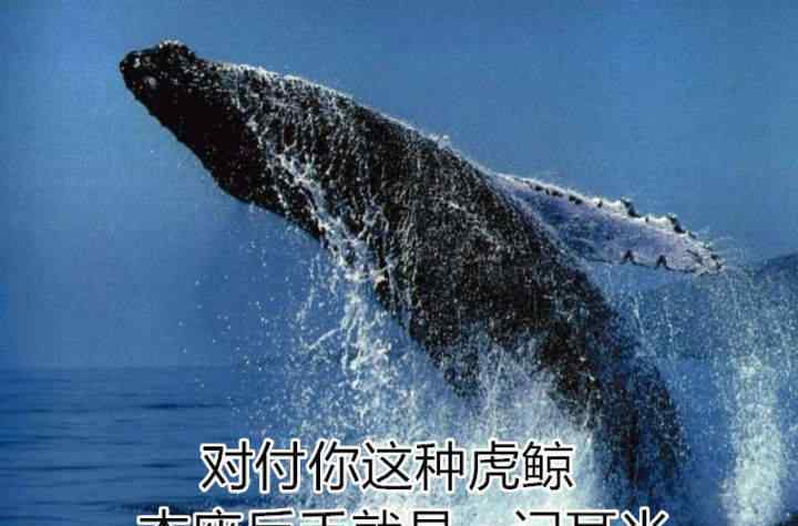 虎鲸的图片 座头鲸殴打虎鲸照片引热议 果壳：图假 事真