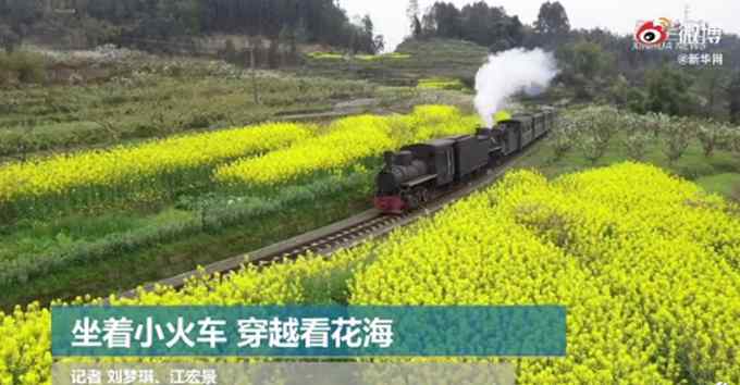 美翻了！坐上这列小火车 能穿越看花海 网友看了直呼想去