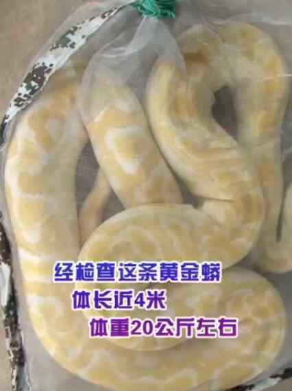 20公斤黄金巨蟒藏身绿化带 回顾事情经过