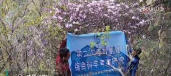 科学家重新发现被认为灭绝的枯鲁杜鹃 仅此一株