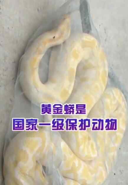 20公斤黄金巨蟒藏身绿化带 回顾事情经过