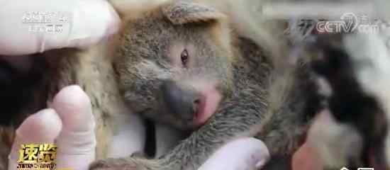澳动物园诞生林火后首只考拉宝宝 具体是什么情况