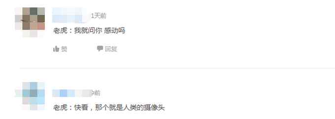 吉林拍到东北虎带娃“遛弯”珍贵瞬间！网友直呼镜头感十足