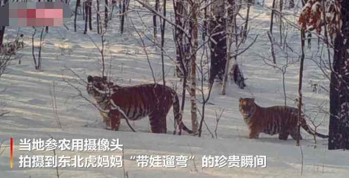 吉林拍到东北虎带娃“遛弯”珍贵瞬间！网友直呼镜头感十足