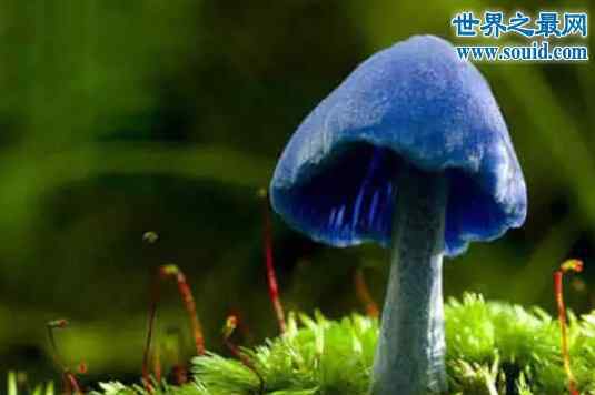 天蓝蘑菇 世界十大最奇怪的蘑菇，天蓝蘑菇颜色最鲜艳