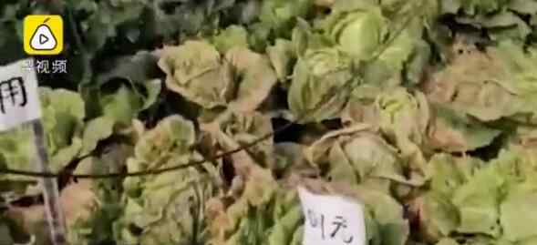 湖北菜农发现地里白菜被偷 仔细一看却有意外收获瞬间乐出声