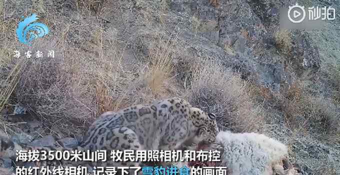 新疆牧民拍“雪豹吃羊”全过程：利齿撕扯羊后腿 啃食还不忘警戒