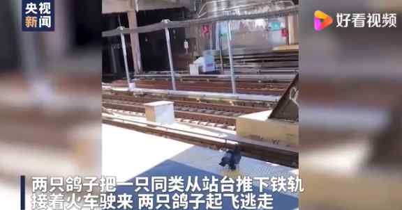 两只鸽子谋杀同伴 视频曝光 还原事发经过及背后原因！