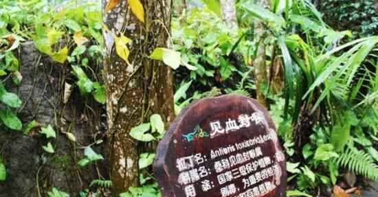 见血封喉属 世界上最毒的树，箭毒木见血封喉
