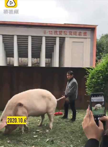 国庆多名游客探望13岁猪坚强 真的让人想不到