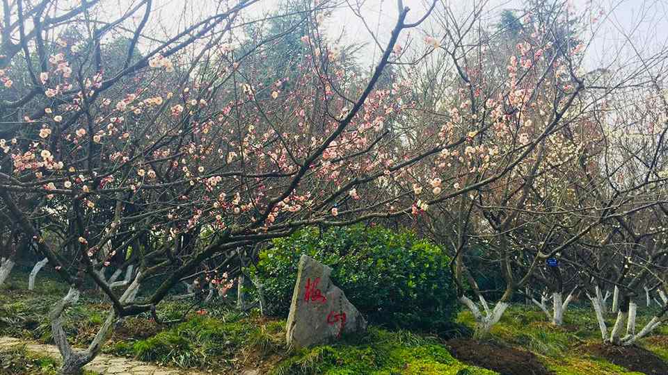 梅花开花时间 2018年合肥赏花时间表出炉 植物园梅花盛开春意浓