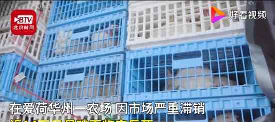 美农场14万只母鸡面临安乐死 具体什么情况
