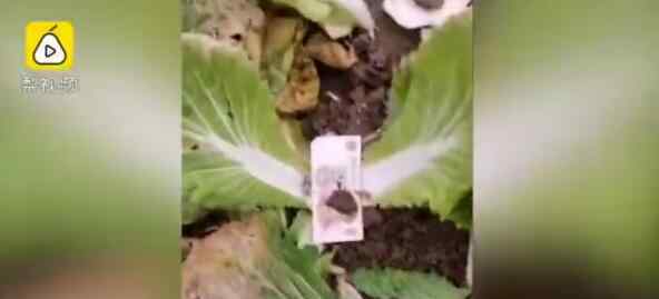 湖北菜农发现地里白菜被偷 仔细一看却有意外收获瞬间乐出声