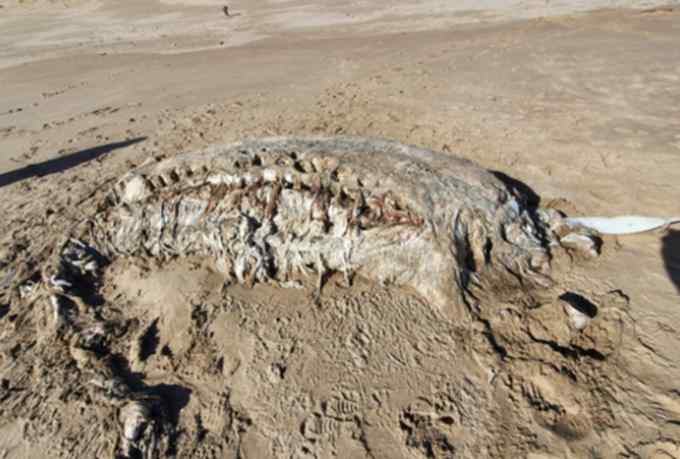 罕见！英国海滩现神秘海兽尸体：重4吨 无头无四肢
