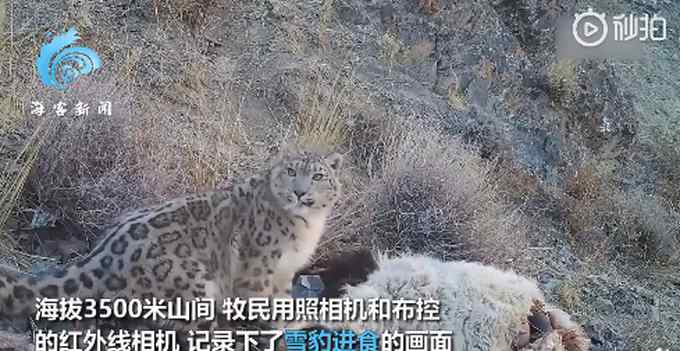 新疆牧民拍“雪豹吃羊”全过程：利齿撕扯羊后腿 啃食还不忘警戒