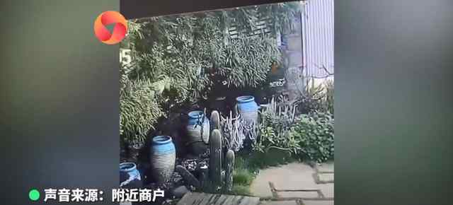 游客景区5脚踹断仙人掌 到底发生了什么