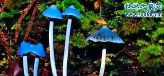 天蓝蘑菇 世界十大最奇怪的蘑菇，天蓝蘑菇颜色最鲜艳