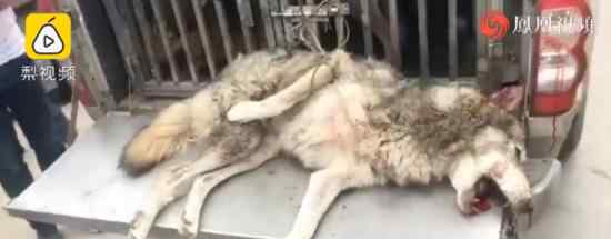 鄂州出逃动物遭猎犬围捕毙命 出逃的是什么动物