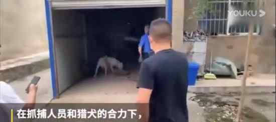 鄂州出逃动物遭猎犬围捕毙命 具体物种是什么