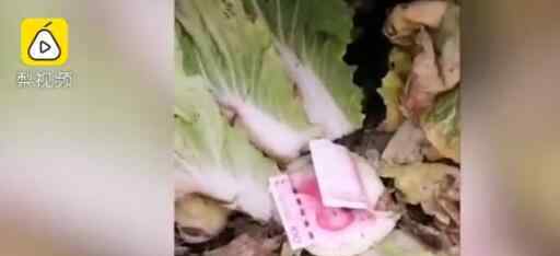 湖北菜农发现地里白菜被偷 仔细一看却有意外收获瞬间乐出声