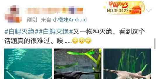 长江白鲟已灭绝:了解真相后令人心痛