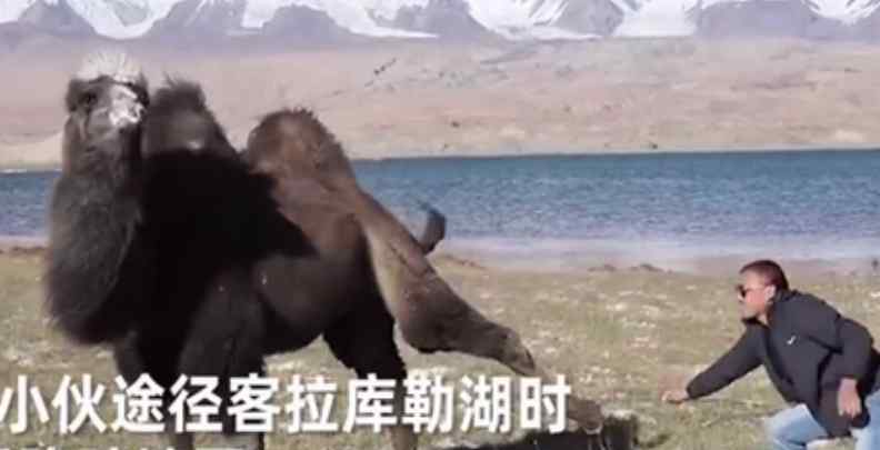 骆驼铁丝缠脚被解救长鸣感谢 回顾事情经过
