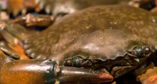 家庭烧烤时爬来50多只大螃蟹 是什么大螃蟹能吃吗