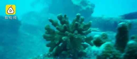 女科学家潜入海底种珊瑚 珊瑚妈妈之称实至名归